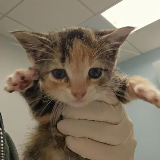 A baby small-sized female Domestic Short Hair cat named Emerald for adoption in Jacksonville, FL