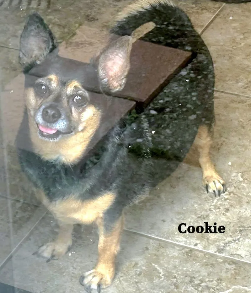 An adult small-sized female Chihuahua dog named Cookie for adoption in St. Augustine, FL