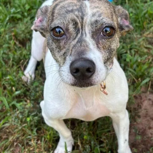 A young small-sized female Yellow / Tan / Blond / Fawn Jack Russell Terrier dog named Gigi for adoption in Washington DC, DC