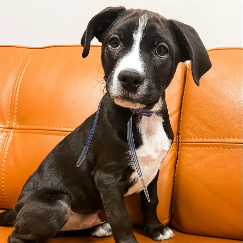 An adult medium-sized male Yellow / Tan / Blond / Fawn Boxer dog named Baxter for adoption in Parker, CO