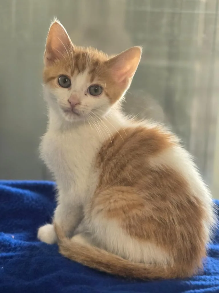 A baby large-sized male Domestic Short Hair cat named Charles for adoption in Viroqua, WI