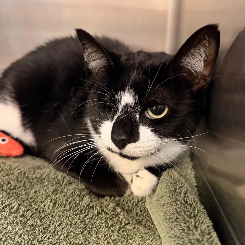 An adult large-sized female Black Domestic Short Hair cat named Phoebe for adoption in Indianapolis, IN