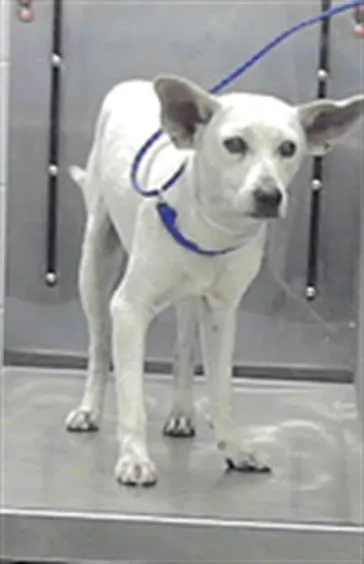 A young small-sized male Chihuahua dog named Stuart for adoption in Houston, TX