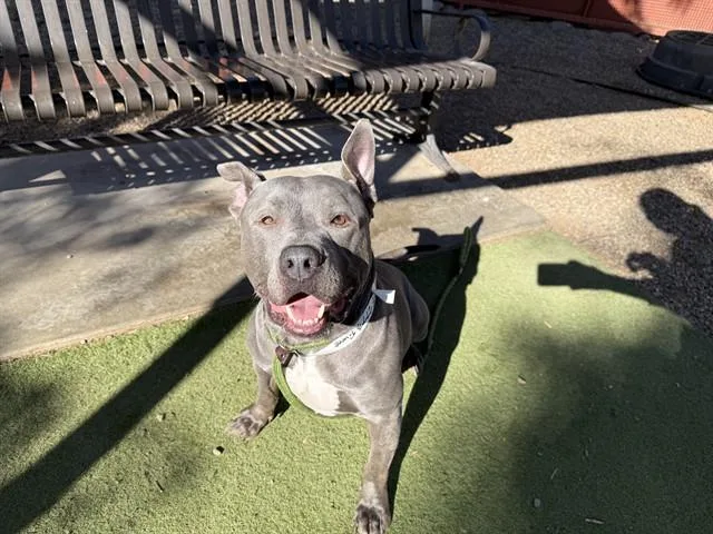 A young large-sized male Pit Bull Terrier dog named Peewee for adoption in Phoenix, AZ