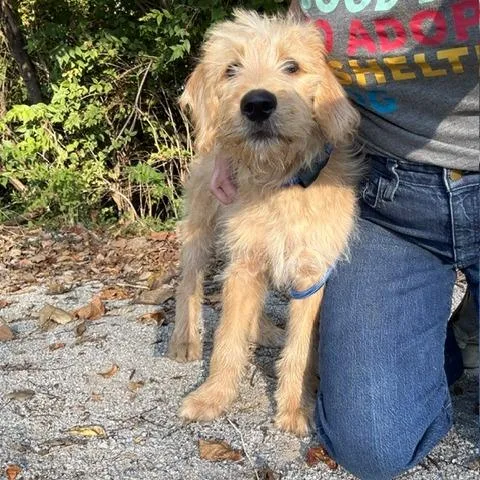 A baby large-sized male Golden Mixed Breed dog named Goose for adoption in Jeffersonville, IN