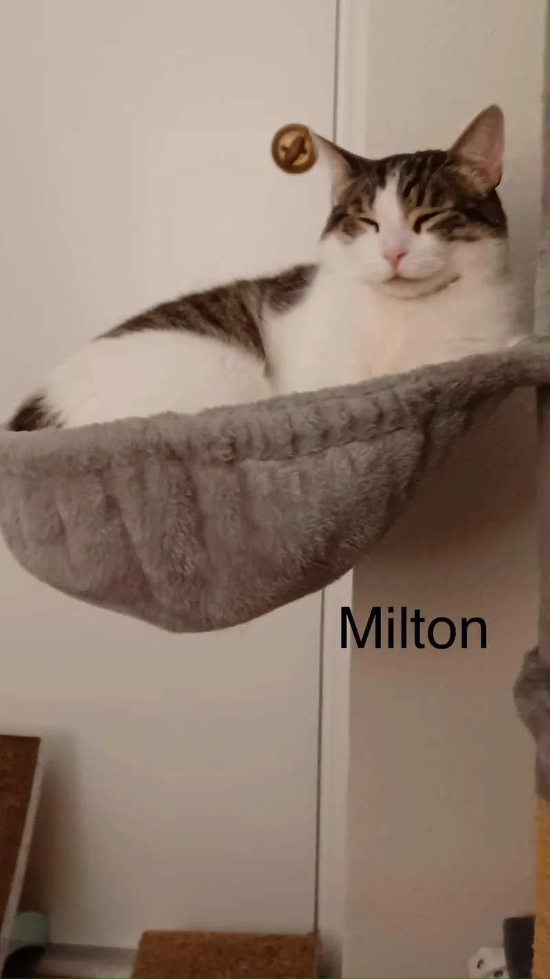 Mustache Mcgee And Milton