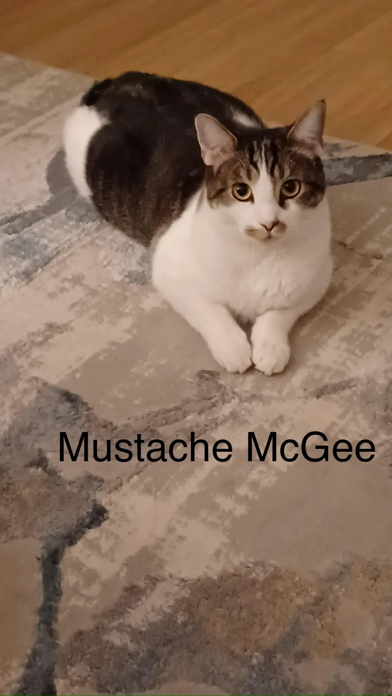 Mustache Mcgee And Milton thumbnail 2