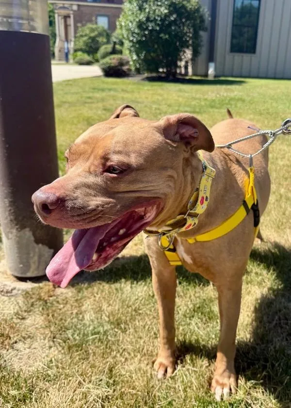 An adult large-sized female Pit Bull Terrier dog named Cardi for adoption in Skillman, NJ