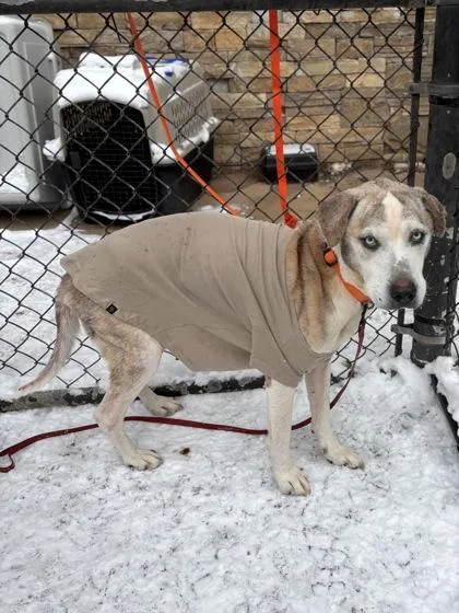 A senior large-sized male Catahoula Leopard Dog dog named Skylar for adoption in Knoxville, TN