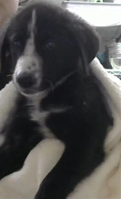 A baby small-sized male Siberian Husky dog named A for adoption in Pasadena, TX