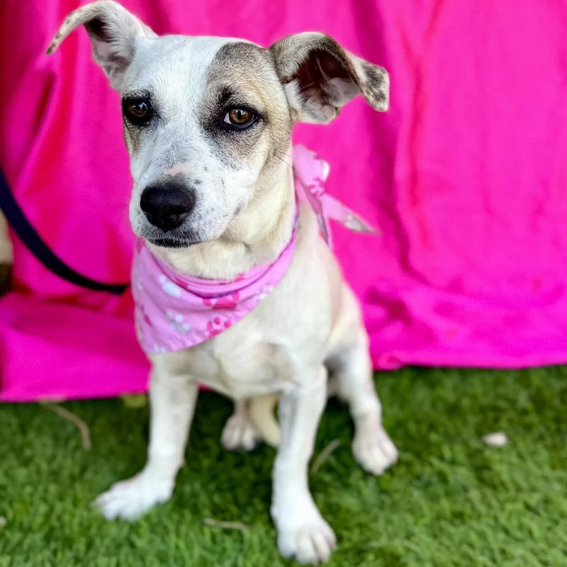 A young small-sized female White / Cream Jack Russell Terrier dog named Tilly for adoption in Rowland Heights, CA