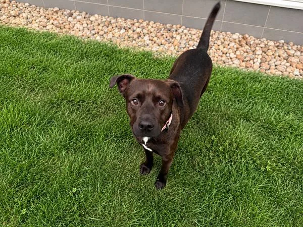 An adult medium-sized male Hound dog named Lowkey for adoption in Stratham, NH