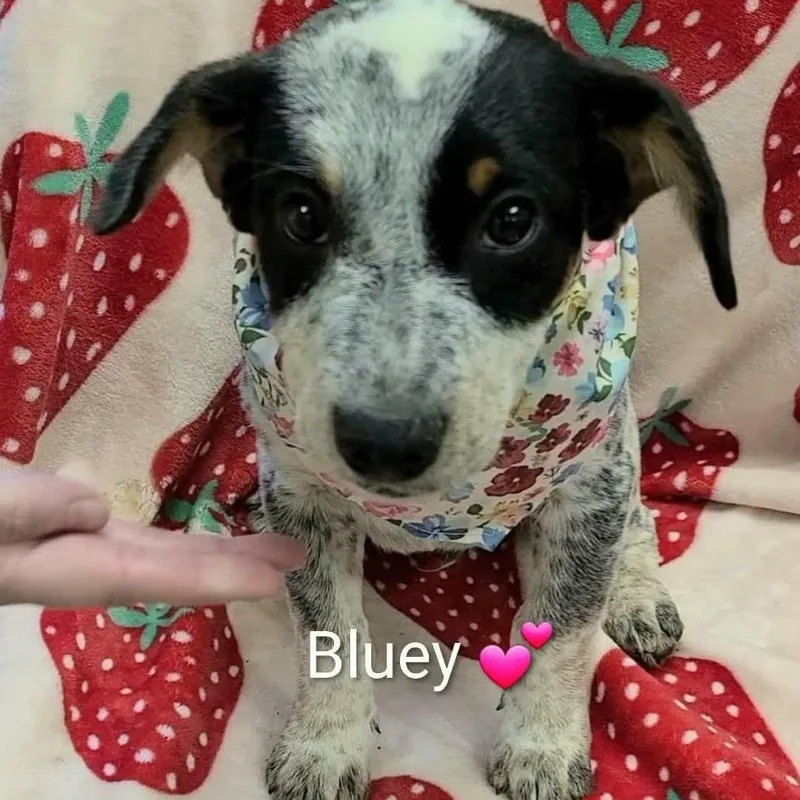 Bluey
