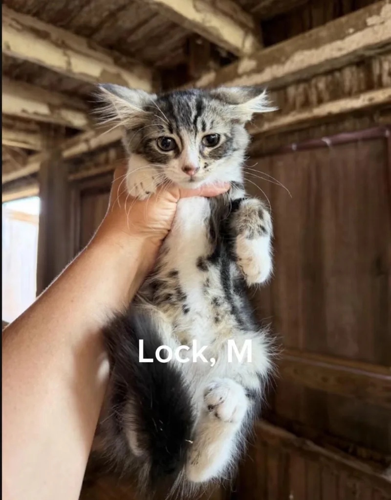 A baby small-sized male Domestic Long Hair cat named Lock for adoption in Shrewsbury, MA