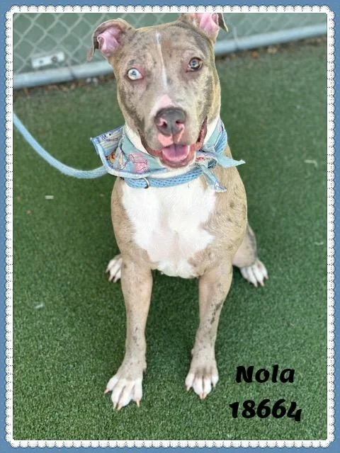 Nola thumbnail 2