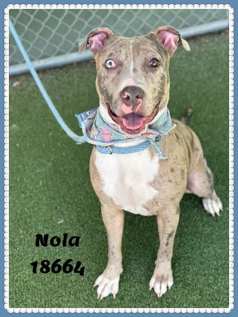 Nola thumbnail 3