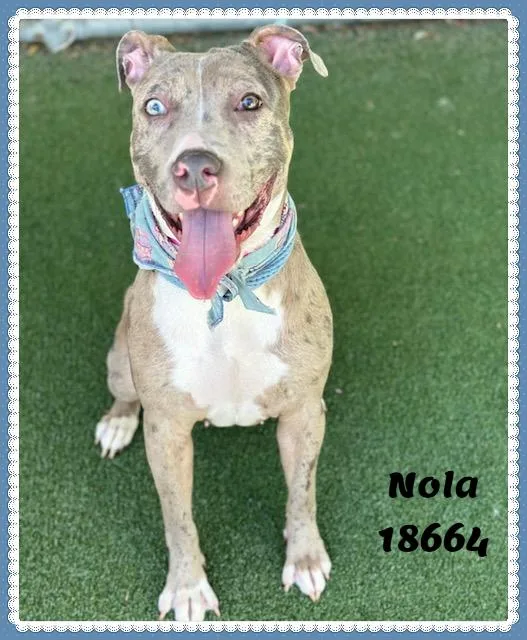 Nola thumbnail 5