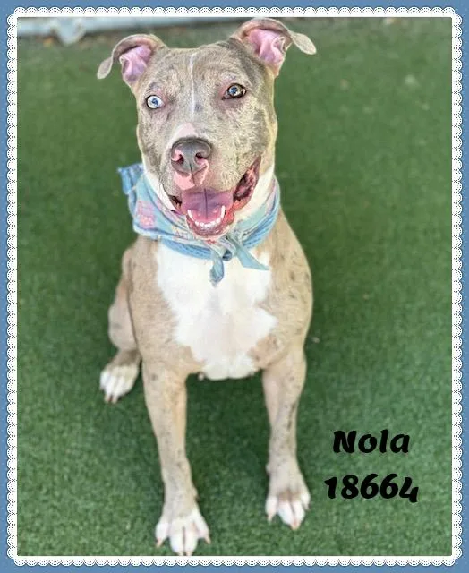 Nola thumbnail 6