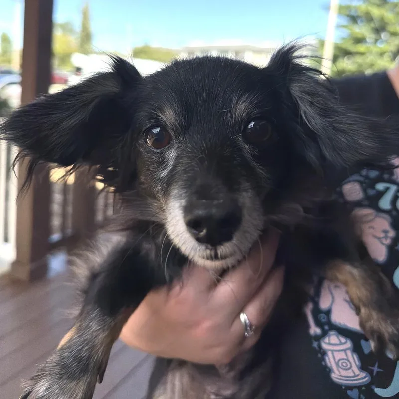 A senior small-sized male Chihuahua dog named Lucky for adoption in Saint Charles, MO