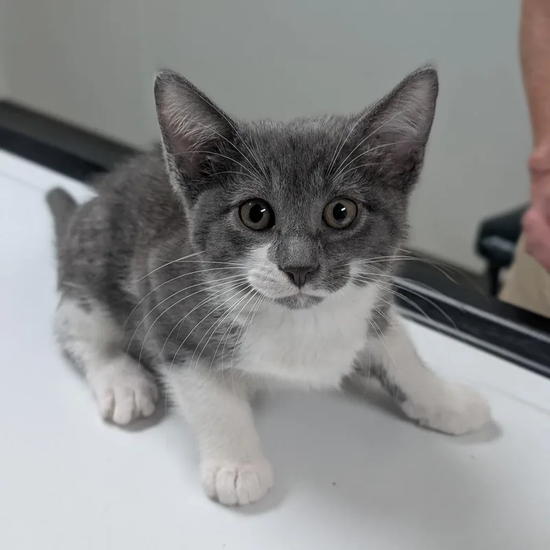 A baby small-sized female Gray / Blue / Silver Domestic Short Hair cat named Robbie for adoption in Canton, IL
