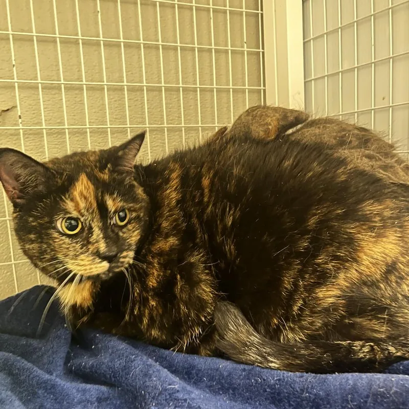 A senior extra large-sized female Black Domestic Short Hair cat named Emma for adoption in Columbiana, AL