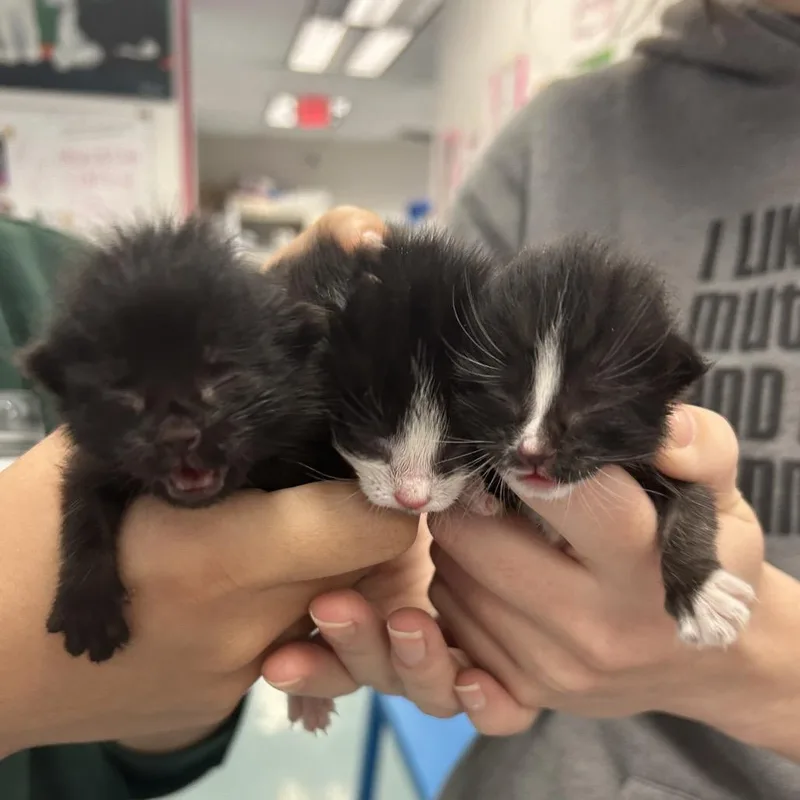 A baby small-sized female Black Domestic Short Hair cat named Yawning Baby for adoption in Austin, TX