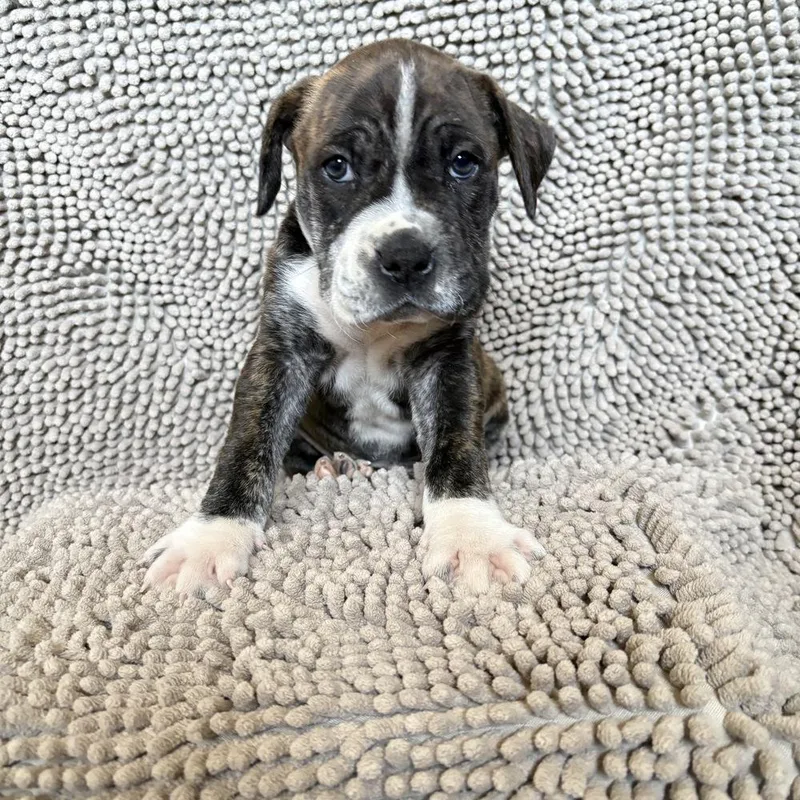 A baby large-sized male Tricolor (Brown, Black, & White) Labrador Retriever dog named Wrecker for adoption in Pleasant Hill, CA