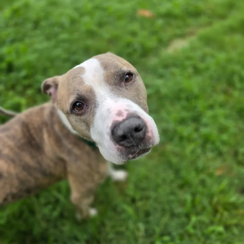 A young medium-sized female Yellow / Tan / Blond / Fawn Pit Bull Terrier dog named Cabbage for adoption in Greensboro, NC