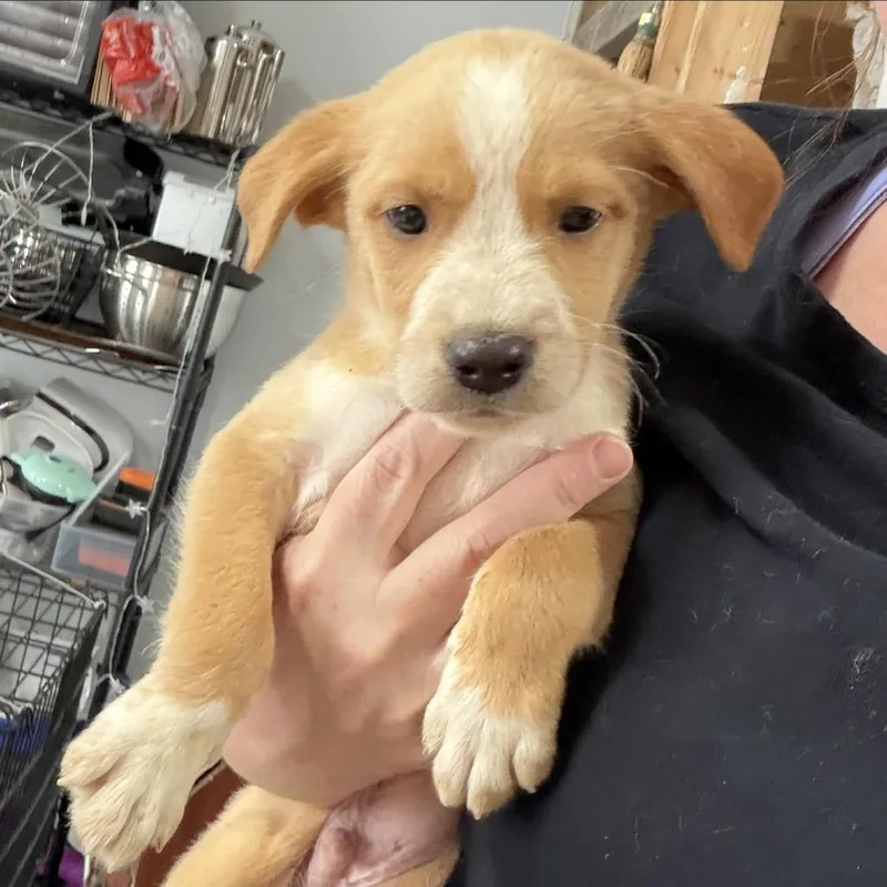 A baby small-sized male Yellow / Tan / Blond / Fawn Mixed Breed dog named Nintendo for adoption in Rockville, MD