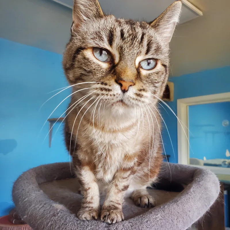 An adult medium-sized female Tabby (Gray / Blue / Silver) Domestic Short Hair cat named Stevie for adoption in Polson, MT