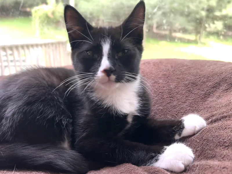 A baby medium-sized male Black & White / Tuxedo Tabby cat named Giblet & Cinema for adoption in Dayville, CT