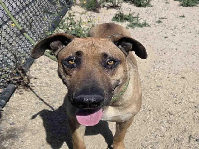 An adult medium-sized male German Shepherd Dog dog named Moose for adoption in Carlsbad, CA