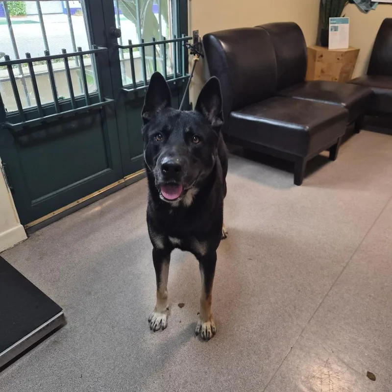 A baby large-sized male Black German Shepherd Dog dog named Disco for adoption in Pasadena, CA