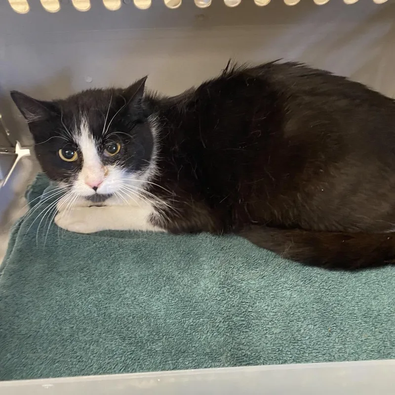 A young medium-sized female Black Domestic Short Hair cat named Taylor for adoption in Memphis, TN