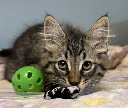 A baby medium-sized male Black Domestic Short Hair cat named Sparkplug for adoption in Tinley Park, IL