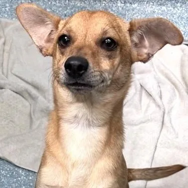 An adult small-sized male Red / Chestnut / Orange Chihuahua dog named Galloway for adoption in Santa Cruz, CA