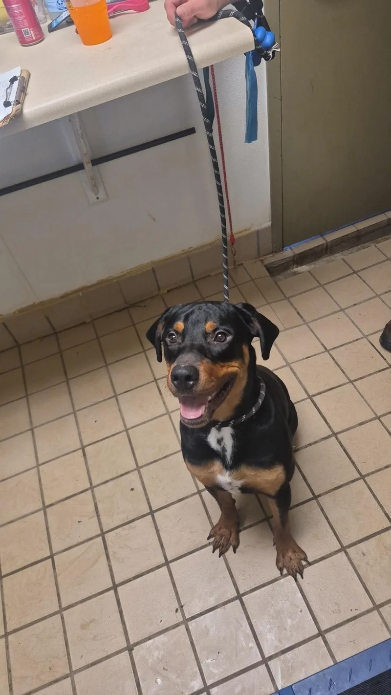 An adult extra large-sized male Black Mixed Breed dog named Dragger for adoption in Norwich, NY