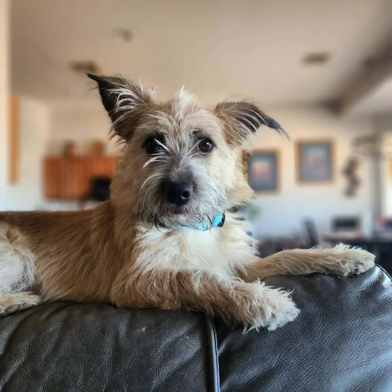 A young small-sized female Norwich Terrier dog named Chi Chi for adoption in Mesa, AZ