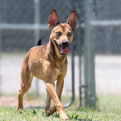 A young small-sized female Mixed Breed dog named Chai for adoption in Merriam, KS