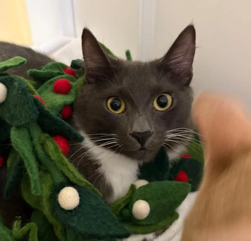 A young medium-sized male Gray & White Domestic Medium Hair cat named Milo for adoption in Palo Alto, CA
