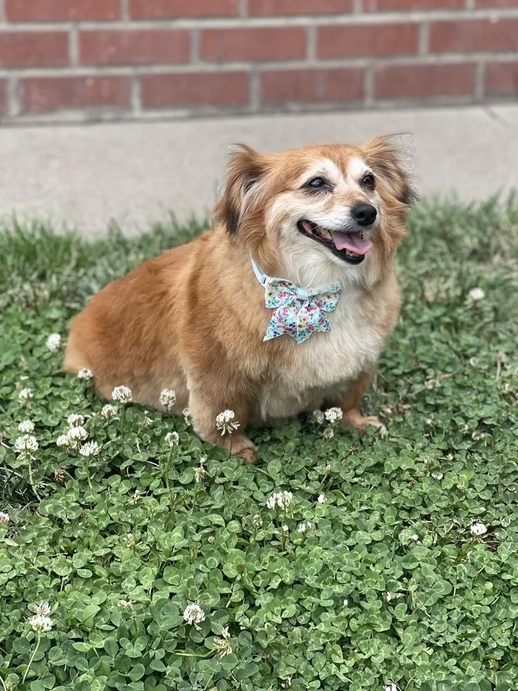 A senior small-sized female Red / Chestnut / Orange Dachshund dog named Reba for adoption in Pleasant Hill, CA