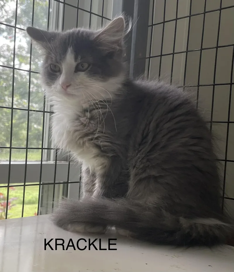 A young medium-sized male Domestic Medium Hair cat named Krackle for adoption in lititz, PA