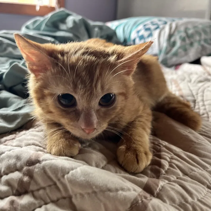 A young small-sized male Domestic Short Hair cat named Lava Stray for adoption in Volcano, HI