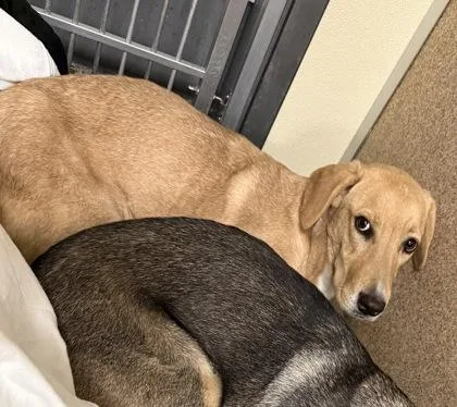 A baby large-sized female Hound dog named Belle for adoption in East Brookfield, MA