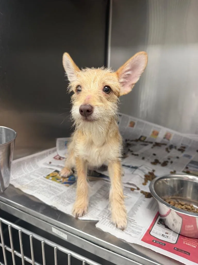 A baby medium-sized male Wirehaired Terrier dog named Rocky for adoption in Sorrento, LA