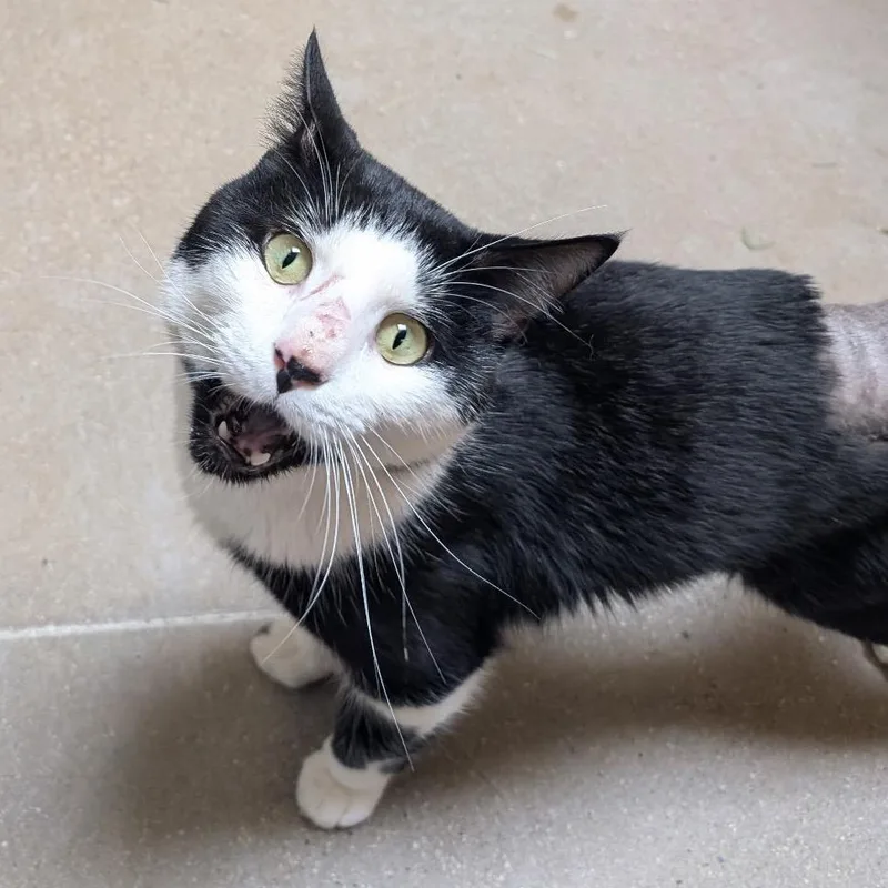 An adult medium-sized male Black Domestic Short Hair cat named Charlie Chaplin for adoption in York, PA