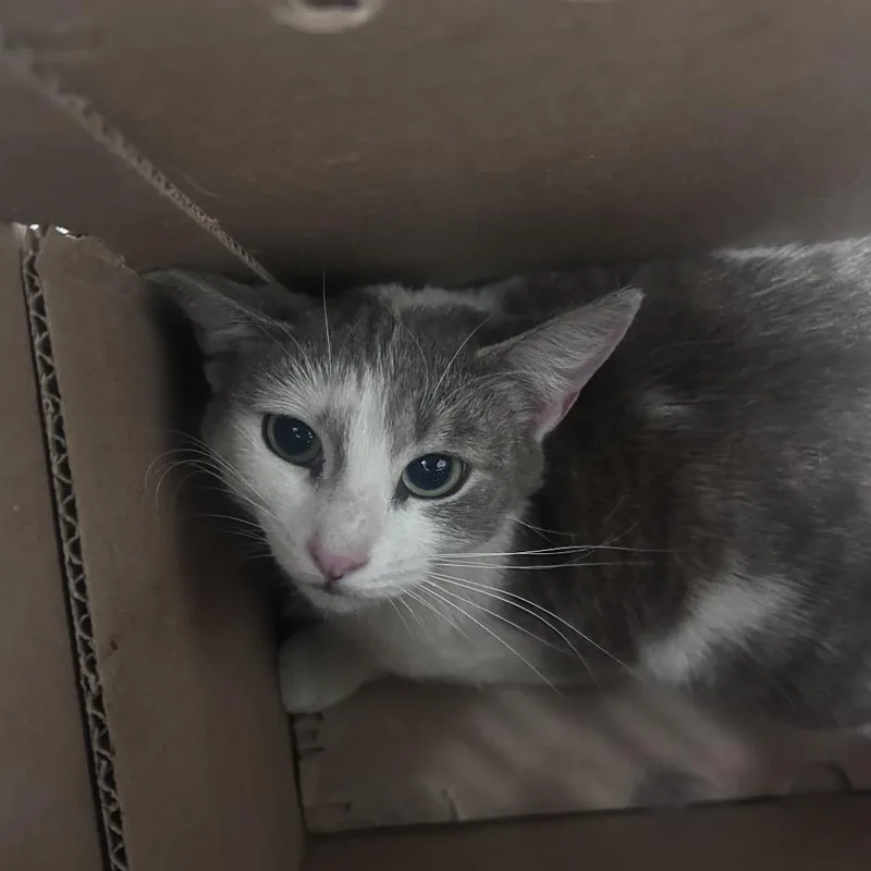 An adult medium-sized female White Domestic Short Hair cat named Flofi for adoption in Philadelphia, PA