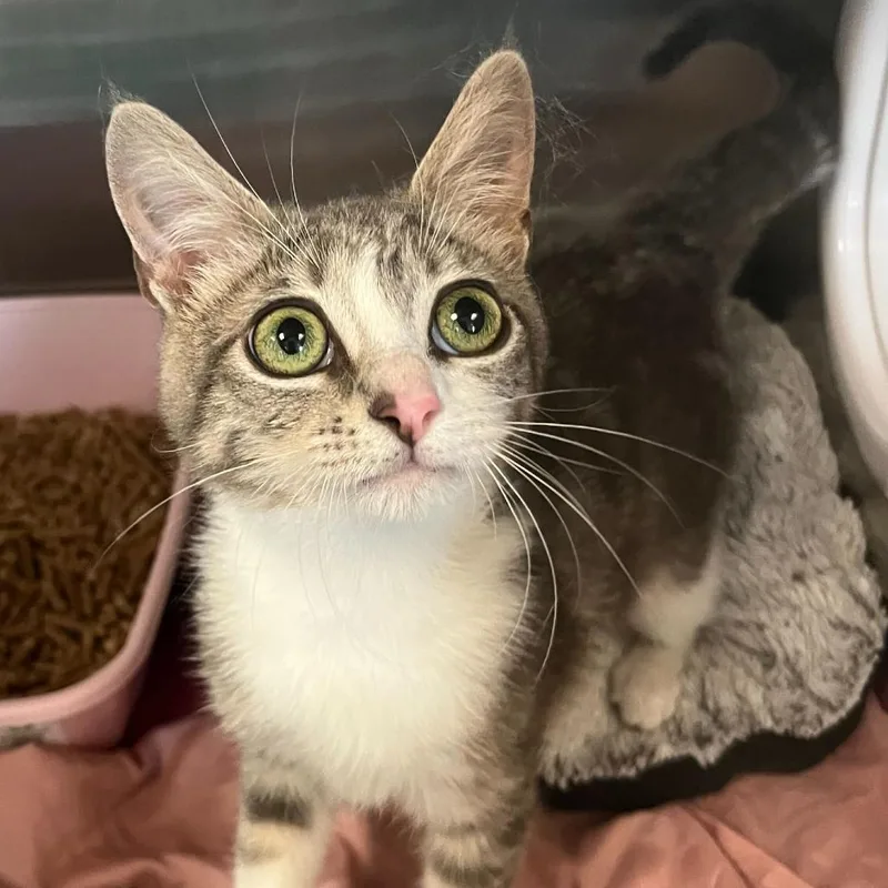 Fancy Pants thumbnail 2