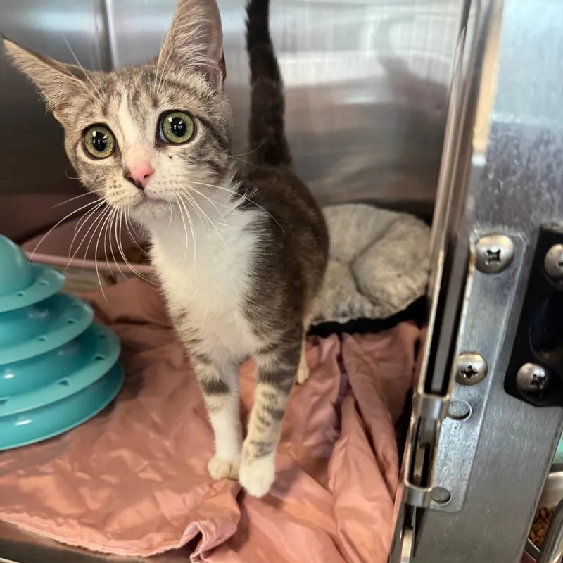 Fancy Pants thumbnail 3