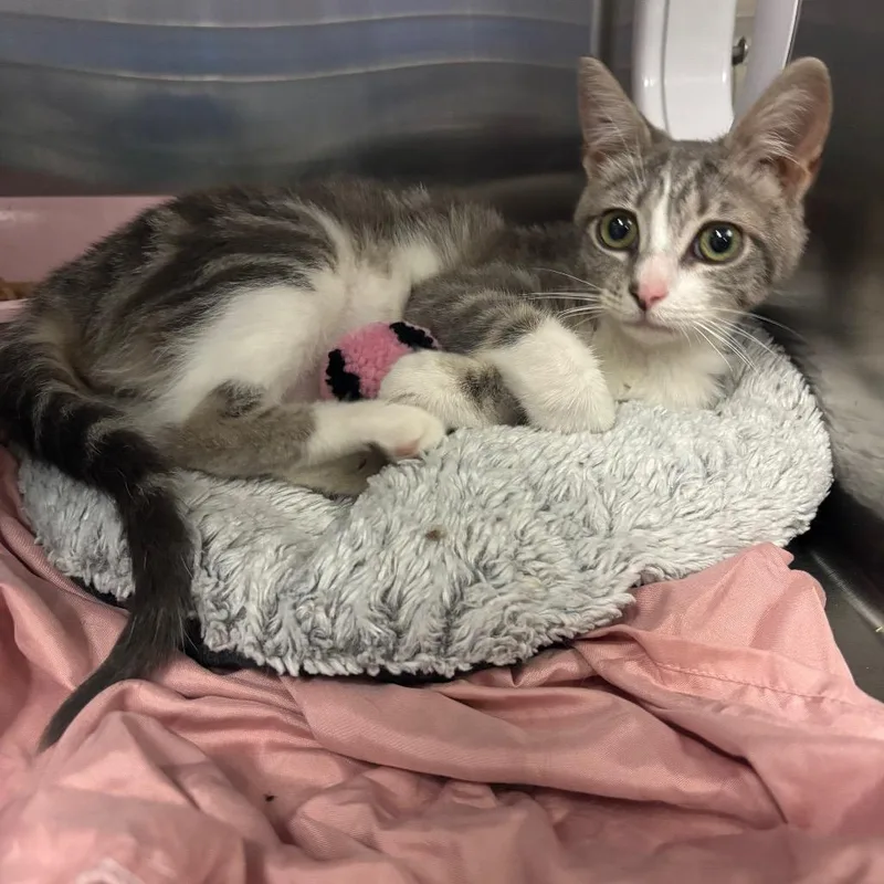 Fancy Pants thumbnail 4